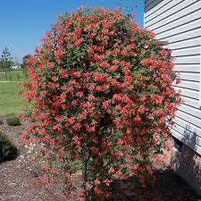 Florida native Coral Honeysuckle plant